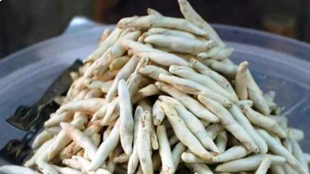 Anadolu Dağlarında Yetişiyor: Kenger Bitkisi Doğanın Sunabileceği Tüm Şifaları İçeriyor!