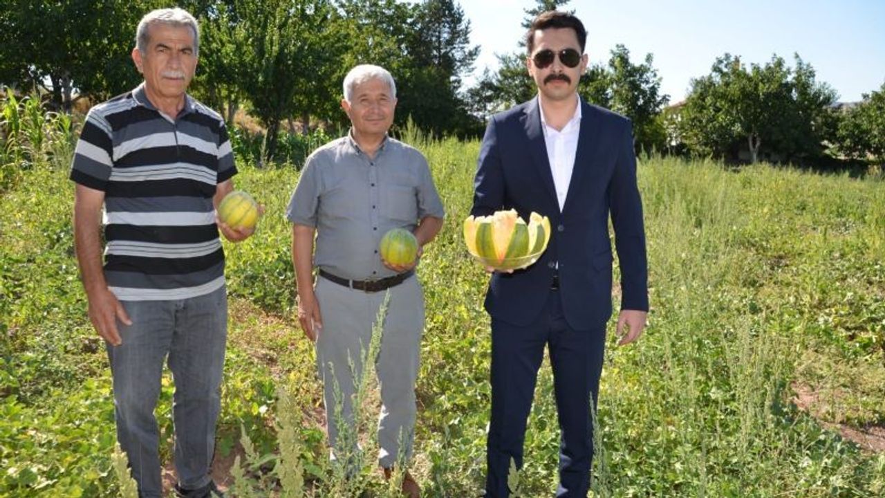 Aydıncık'ın Eşsiz Lezzeti: Bağrıbütün Kavununda hasat zamanı