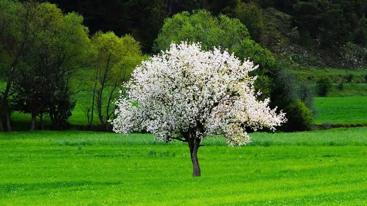 Bahar Akdağmadeni'ne Çok Yakıştı! Her Köşesi Ayrı Bir Tablo!