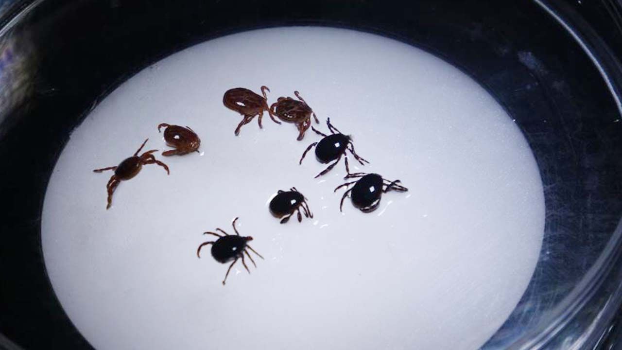 Komşuda Kene Alarmı: 8 Vaka 1 Can Kaybı!