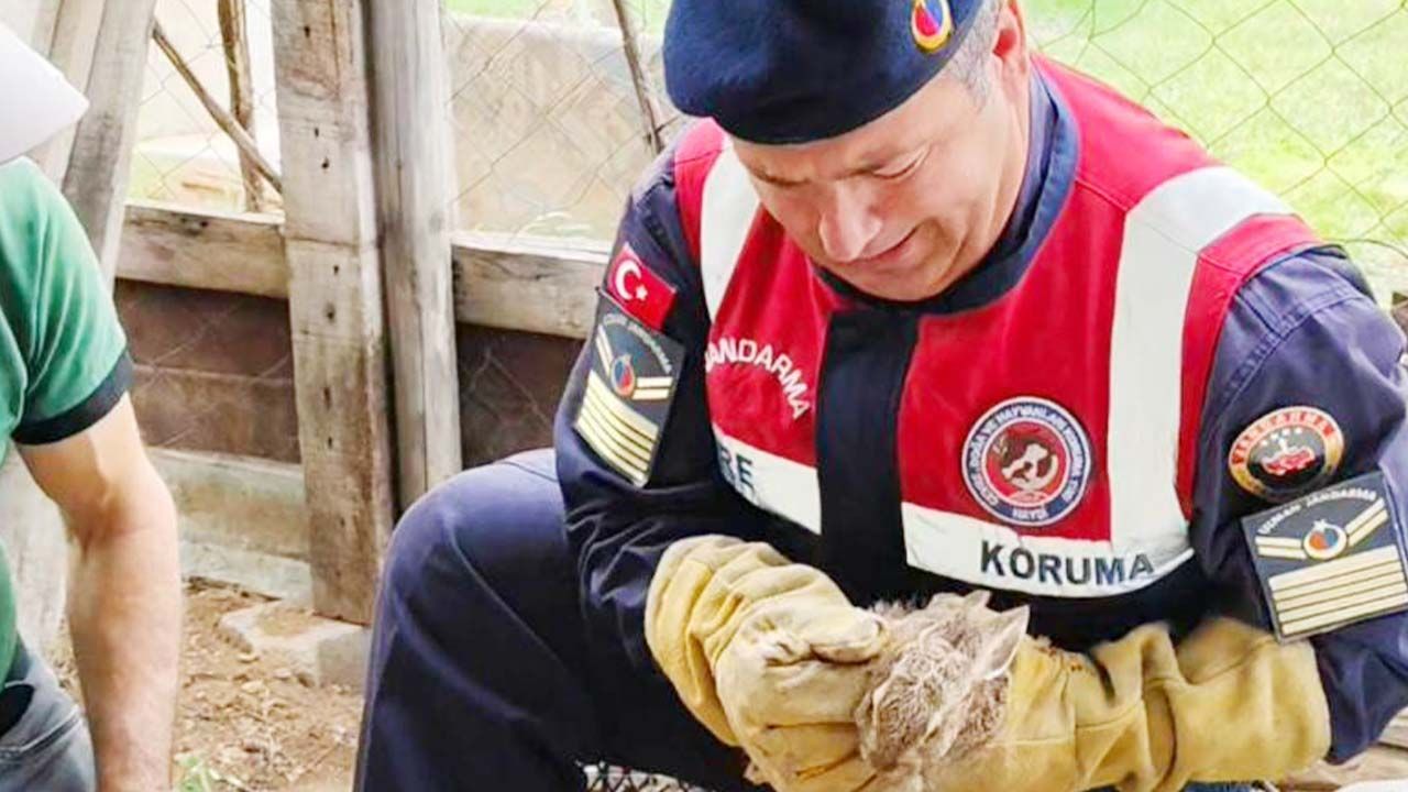 Yozgat’ta Yavru Yaban Tavşanına Jandarmadan Şefkat Eli!