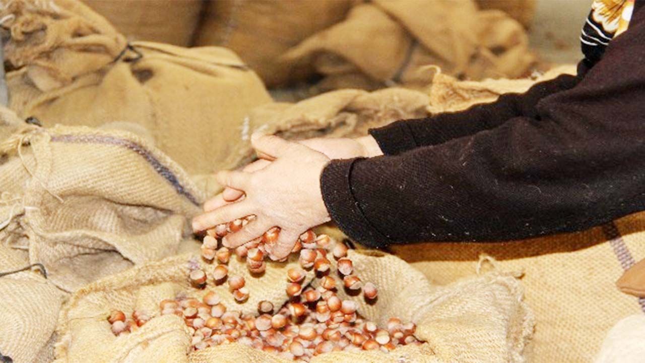 19 Temmuz 2025: Fındık Piyasasında Güncel Durum ve TMO’nun Fiyat Politikası
