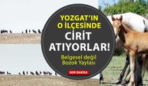 Çayıralan’da Yılkı Atları Görüldü: Doğayla İç İçe Görsel Şölen!