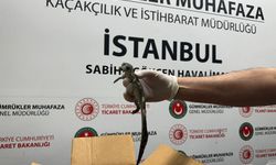 Sabiha Gökçen Havalimanı'nda Canlı Hayvan Kaçakçılığı Operasyonu