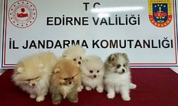 Cins Köpekler Jandarmayı Geçemedi