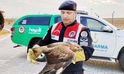 Yozgat'ta Yaralı Şahin Kurtarıldı!