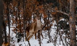 Akdağmadeni Ormanlarında Kızıl Geyikler Görüntülendi