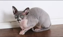 Sphynx cinsi kedi sahiplenmek neden yasaklandı? Sphynx kedi yasaklandı mı?