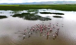 Yozgat’ta Doğanın Muhafızı Olma Mücadelesi: Eşsiz Güzelliklerin Korunması İçin Verilen Hayati Çabalar!