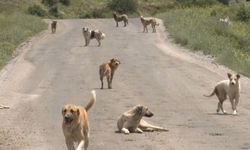 Sincan’da Başıboş Köpek Sorunu Vatandaşları Tedirgin Ediyor