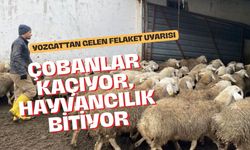 Çobanlar Kaçıyor, Hayvancılık Bitiyor: Yozgat'tan Gelen Felaket Uyarısı!