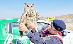 Nesli Tükenmekte Olan Puhu Kuşu Yozgat’ta Kurtarıldı!