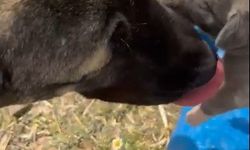 Yozgat’taki görüntü tepki çekmişti asıl nedeni belli oldu