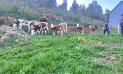 Yozgat’ta Kayıp Hayvanlar Sahibine Ulaştırıldı