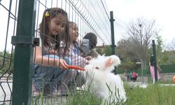 Nesli Tükenmekte Olan Angora Tavşanları Elmadağ’da Yaşatılıyor