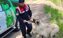 Yozgat Karanlıkdere Vadisi’nde Jandarmadan Biyokaçakçılık Denetimi
