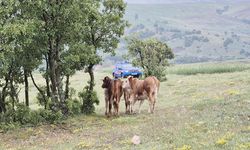 Sorgun’da Kaybolmuşlardı! Kayıp Hayvanlar Sağ Salim Bulundu!