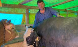 Yozgat'ta Yetiştirdi: Kocaeli'nde Satacak!