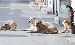 Yozgatlılar'ın yoğun yaşadığı bölgede sahipsiz köpek saldırısı!