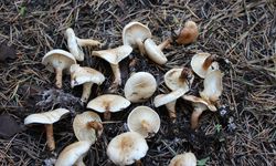 Yozgat Valiliği’nden Hayati Uyarı: Ölüm Saçıyor!