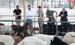 Kurban Pazarı Hareketlendi! Yozgatlı Yetiştirici Mersin’de Satış Rekorları Kırıyor!
