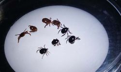 Komşuda Kene Alarmı: 8 Vaka 1 Can Kaybı!