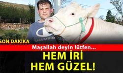Yozgat'ın pamuk kızı rekor kırmaya hazırlanıyor!