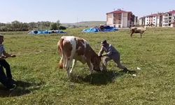 Yozgat'ta kaçan kurbanlık kameralara yansıdı
