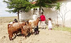 Yozgat’ta Hayvanlara Baktı! Bahçe Çapaladı ve 500 Puan Aldı! Gerçek Azim Budur!