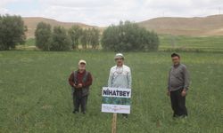 Yozgat'ta Deneme Ekimi Yapılan Nohutlarda yüksek verim