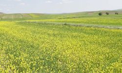 Yozgat’ta Nohut ve Mercimek Tarlalarında Tehlike: Yüzde 80 Ürün Kaybı Riski
