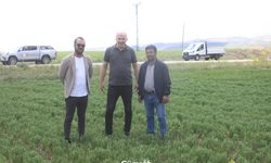 Yozgat'ta Yerli Mercimek Çeşitleri Hasada Hazırlanıyor