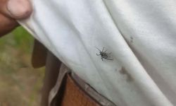 Yozgat’ta Kene Alarmı! Kenenin Radarına Girince Kaçamıyorsun!