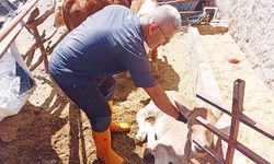 Yozgat İl Tarım Müdürlüğü Şap Hastalığına Dair Bilgilendirdi!