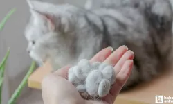 Kedi Tüyü İddiası: 55 Yaşındaki Adam Hayatını Kaybetti