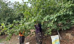 Karadeniz'den önce hasada başladılar: Düzce'den lezzetli haber