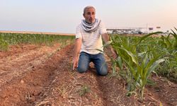 Şanlıurfa'da çiftçi kızgın: İki tohum arasındaki fark ne olacak?