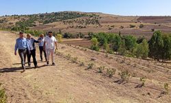 Kuzey Amerika Kökenli Aronya Artık Çandır’da Yetişiyor!