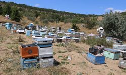 Yozgat’ta 13 Bin Fidan Toprakla Buluştu: Yozgat Balda Merkez Oluyor