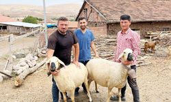 Yozgat’ta Akkaraman Koyununa Melatonin Projesi Başladı!
