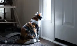 Kediler Neden Kapalı Kapılardan Rahatsız Olur