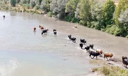 Yozgat’ın Komşusu Sivas’ta Afrika Manzarası: Mandalar Kızılırmak'ta Serinledi