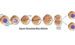 Mitozun Canlılar İçin Önemi Nedir 7. Sınıf