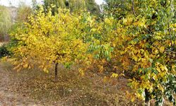 Yozgat'ın Çandır İlçesi'nde Sonbahar Büyüledi: Renklerin Dansı Havadan Görüntülendi