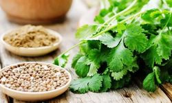 Kişnişin Mucizevi Faydalarını biliyor musunuz?