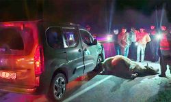 Yozgat-Alaca Yolunda Yola Fırlayan Dana Zincirleme Kazaya Yol Açtı: 3 Yaralı