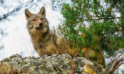 Akdağmadeni ormanlarının Boz kurdu: heybeti dağları titretiyor