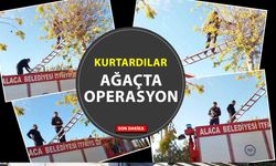 Yozgat’a Komşu Alaca’da kurtarma operasyonu: yavru kedi ağaçtan indirildi