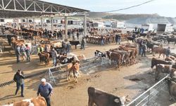 Sorgun Hayvan Pazarı 5 Ay Sonra Kapılarını Yeniden Açtı