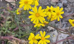 Kasımda Bahar Geldi: Yozgat’ta Çiçekler Açtı